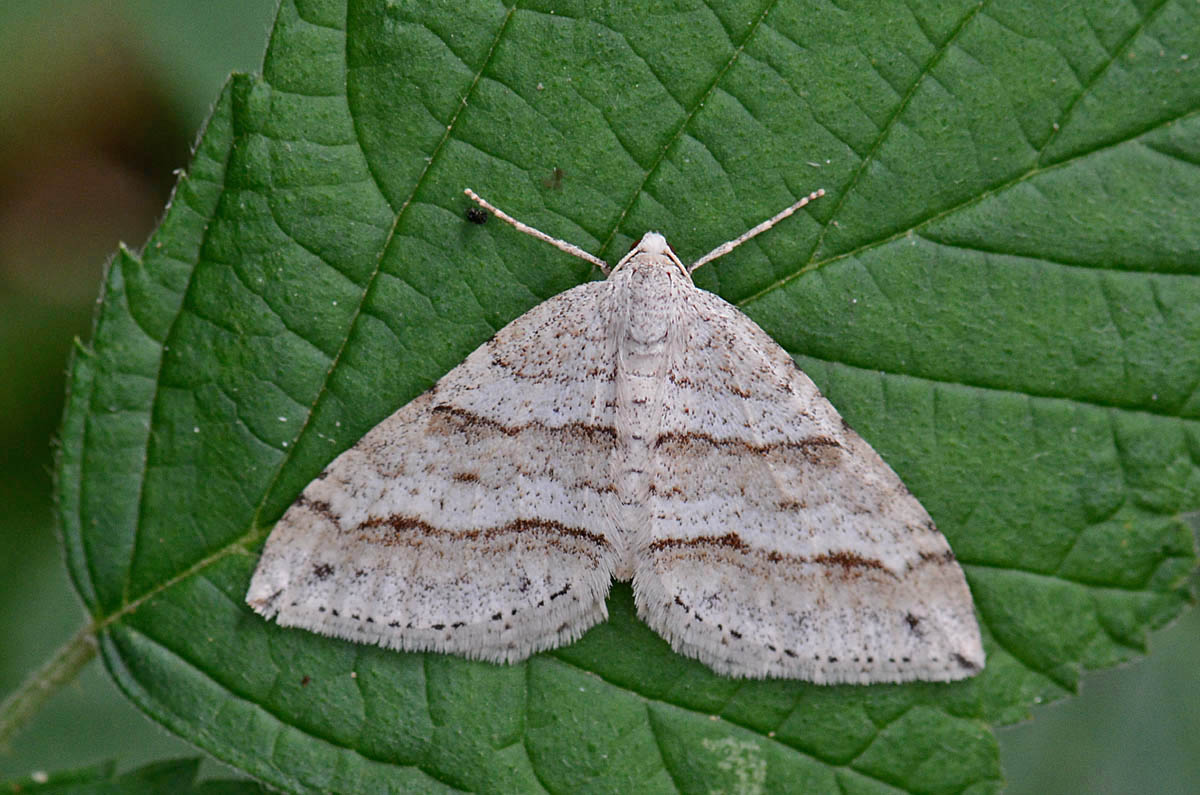 Geometridae da id.